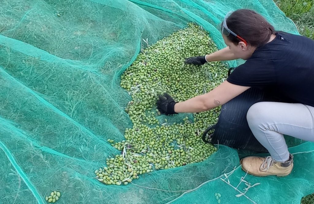 Esencia Espadán - Venta Online de Aceite de Oliva (AOVE) en in Alcalá de Henares