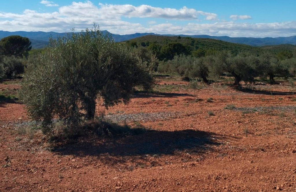 Esencia Espadán - Venta Online de Aceite de Oliva (AOVE) en in Ávila
