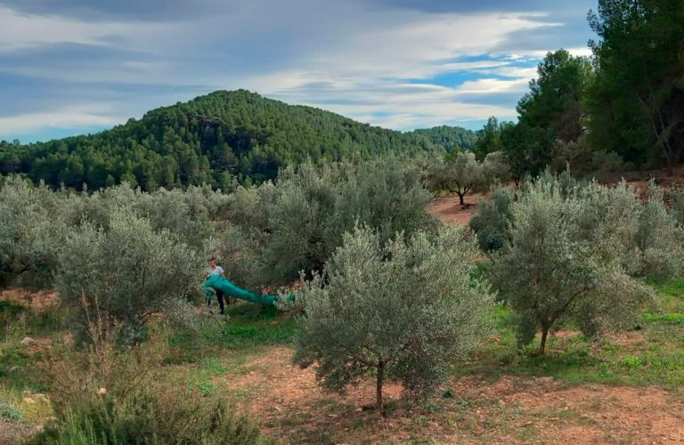 Esencia Espadán - Venta Online de Aceite de Oliva (AOVE) en in Ciudad Real