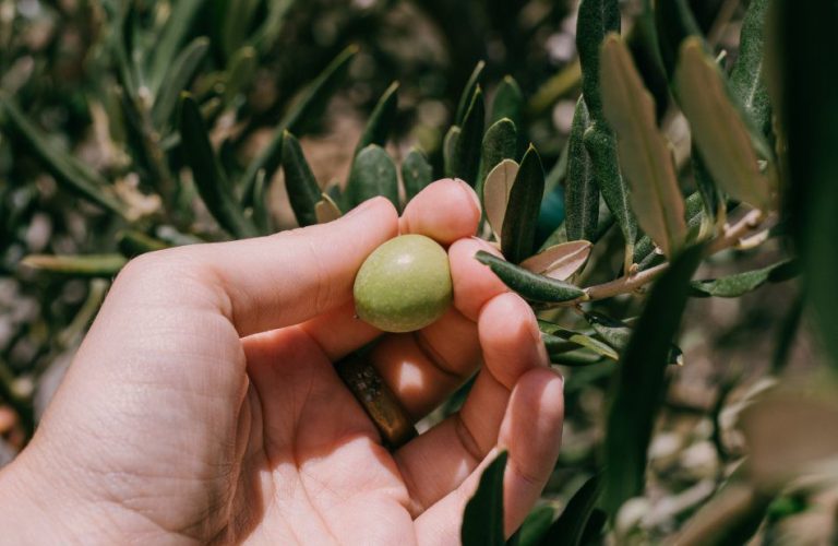 Esencia Espadán - Venta Online de Aceite de Oliva (AOVE) en in Cuenca