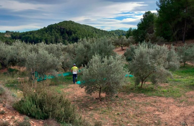 Esencia Espadán - Venta Online de Aceite de Oliva (AOVE) en in Girona
