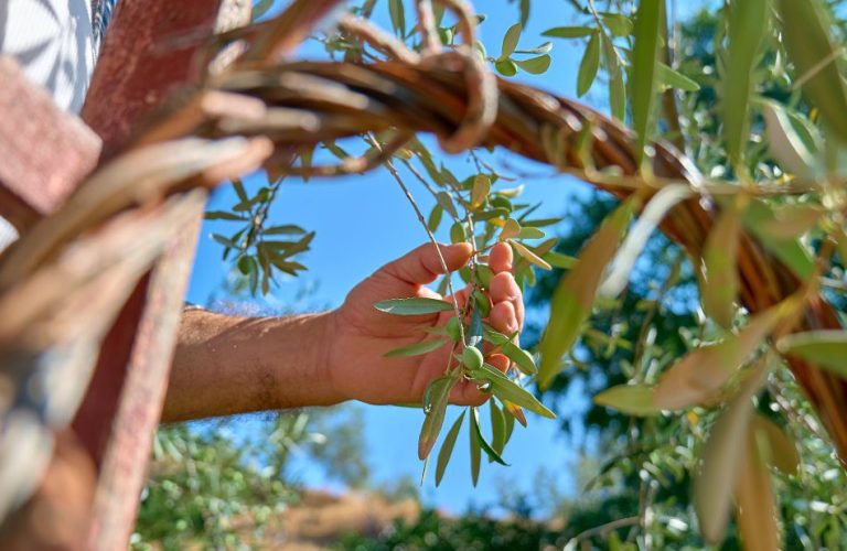 Esencia Espadán - Venta Online de Aceite de Oliva (AOVE) en in Guadalajara
