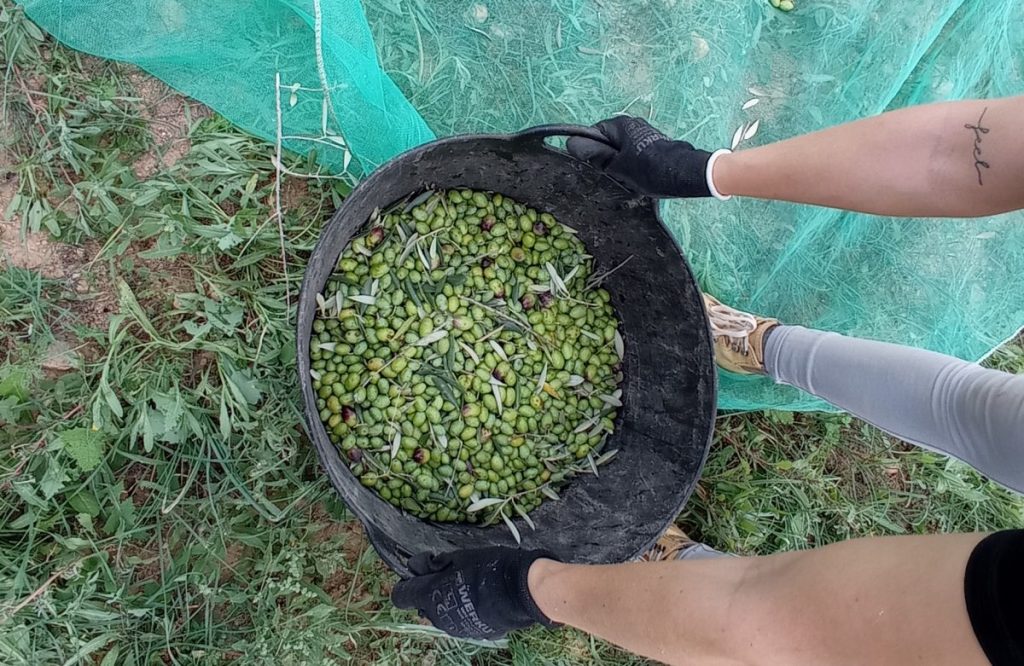 Esencia Espadán - Venta Online de Aceite de Oliva (AOVE) en in Huesca