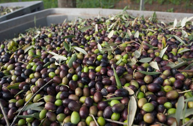 Esencia Espadán - Venta Online de Aceite de Oliva (AOVE) en in Las Rozas de Madrid