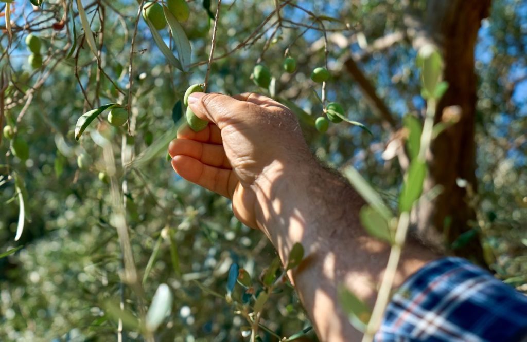 Esencia Espadán - Venta Online de Aceite de Oliva (AOVE) en in Lorca