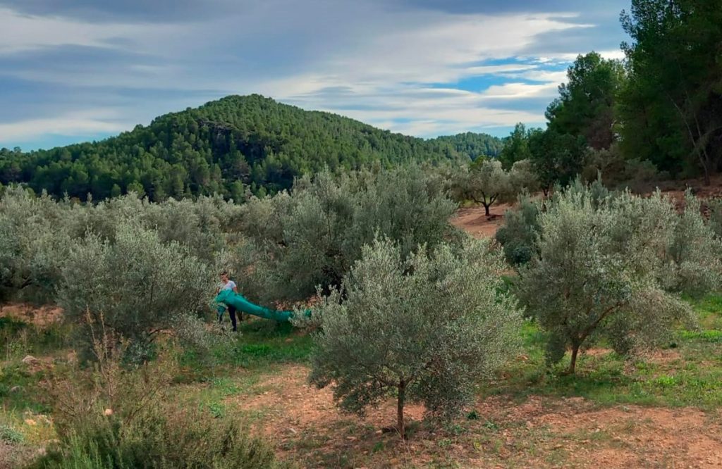 Esencia Espadán - Venta Online de Aceite de Oliva (AOVE) en in Mataró