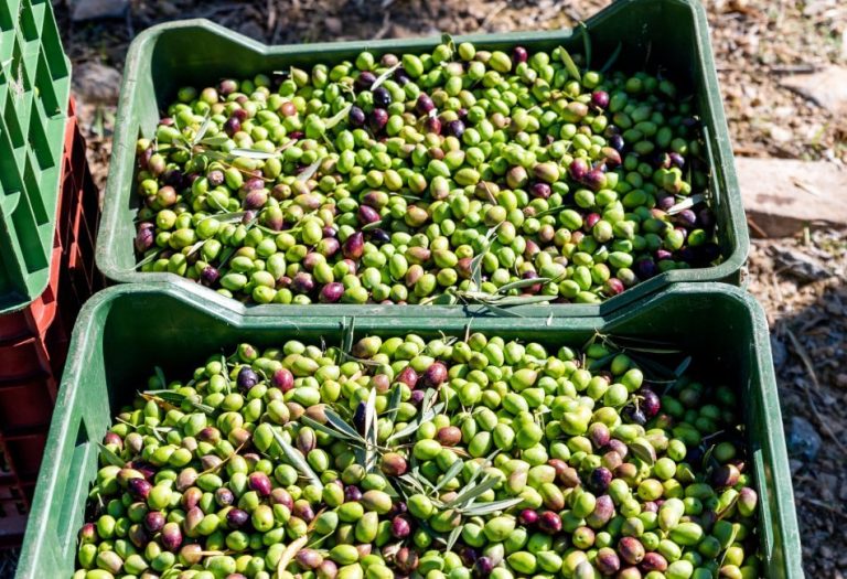 Esencia Espadán - Venta Online de Aceite de Oliva (AOVE) en in Móstoles