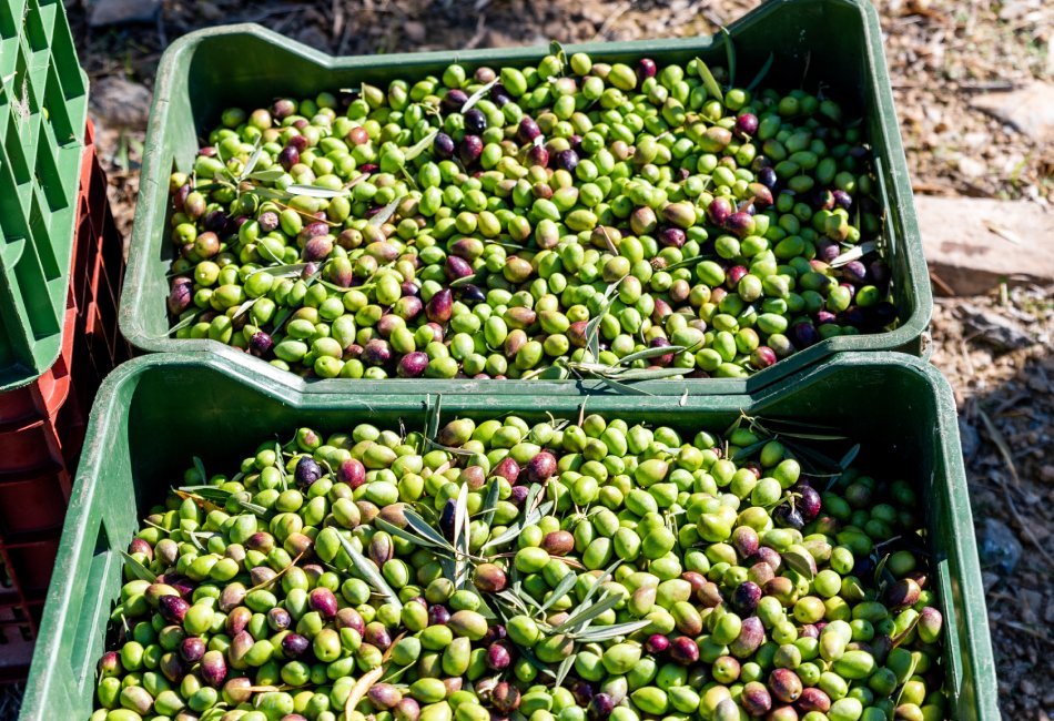 Esencia Espadán - Venta Online de Aceite de Oliva (AOVE) en in Móstoles