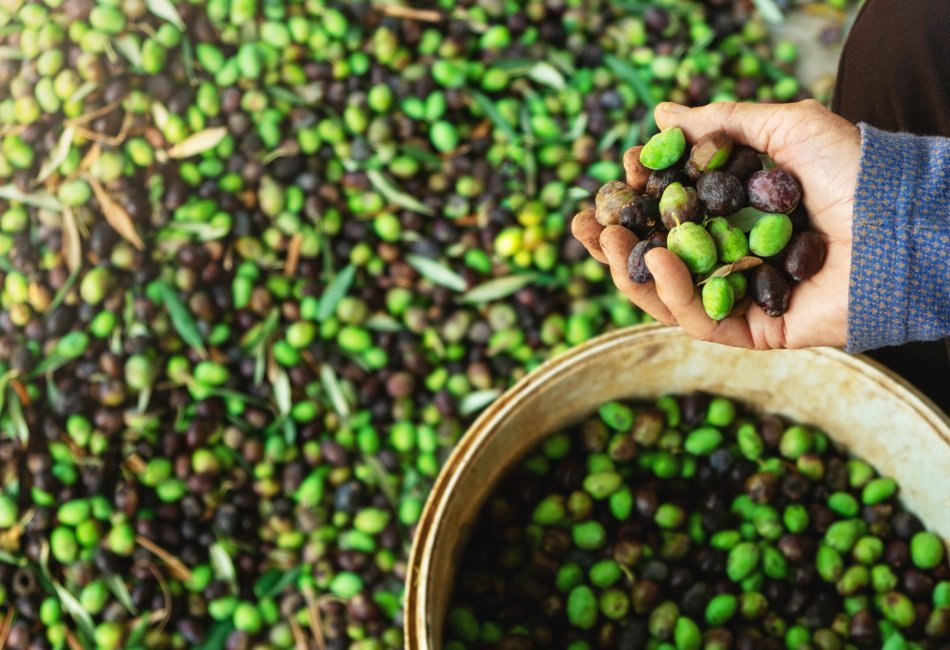 Esencia Espadán - Venta Online de Aceite de Oliva (AOVE) en in Palencia