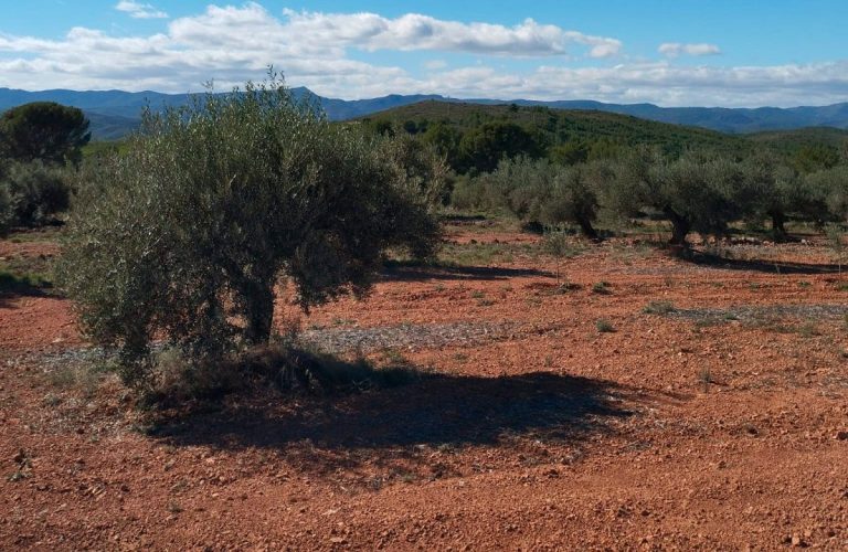 Esencia Espadán - Venta Online de Aceite de Oliva (AOVE) en in Parla
