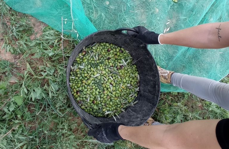 Esencia Espadán - Venta Online de Aceite de Oliva (AOVE) en in Pozuelo de Alarcón