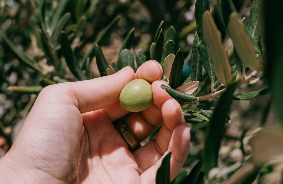 Esencia Espadán - Venta Online de Aceite de Oliva (AOVE) en in Reus