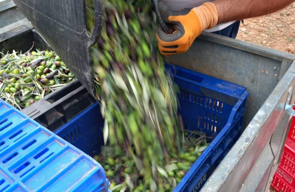 Esencia Espadán - Venta Online de Aceite de Oliva (AOVE) en in Roquetas de Mar