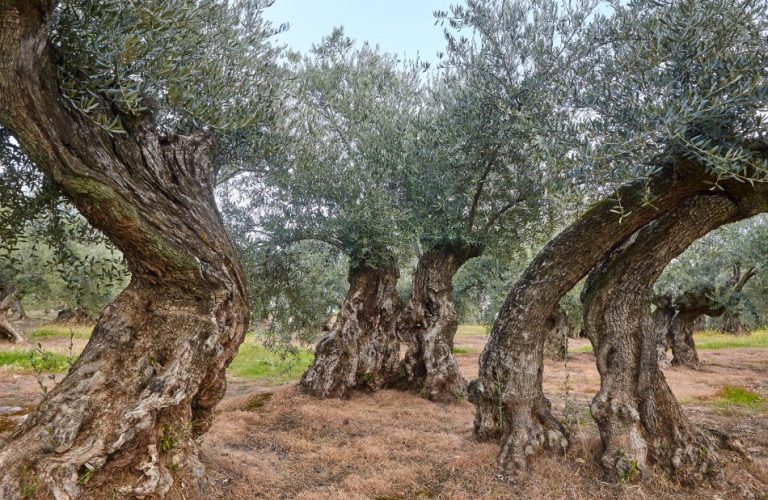 Esencia Espadán - Venta Online de Aceite de Oliva (AOVE) en in Salamanca