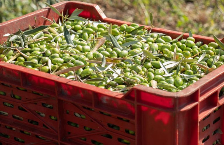 Esencia Espadán - Venta Online de Aceite de Oliva (AOVE) en in San Sebastián