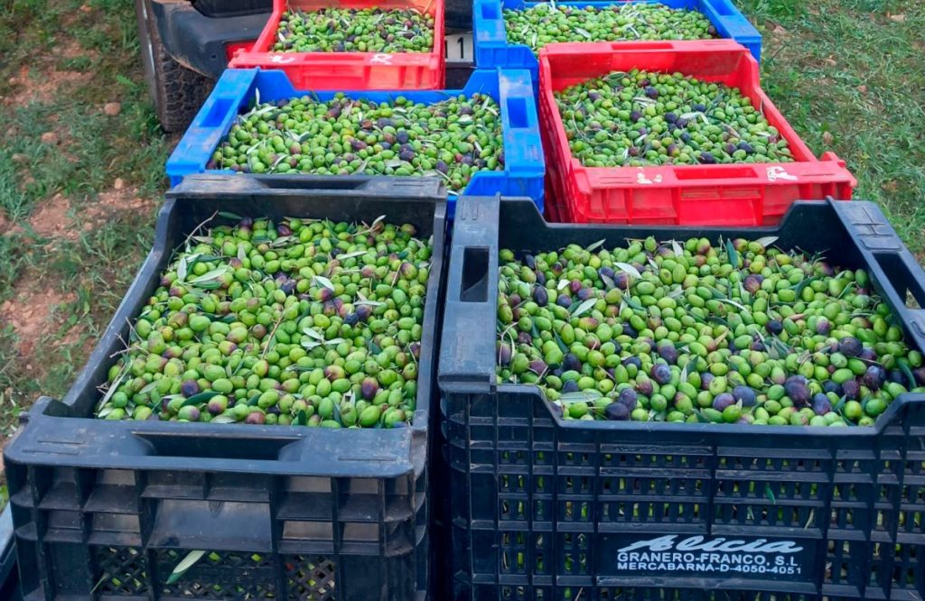 Esencia Espadán - Venta Online de Aceite de Oliva (AOVE) en in Santa Coloma de Gramenet