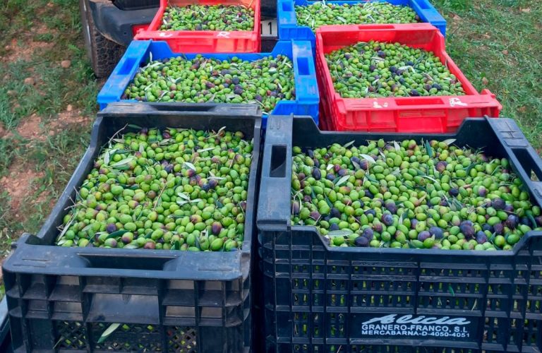 Esencia Espadán - Venta Online de Aceite de Oliva (AOVE) en in Santa Coloma de Gramenet