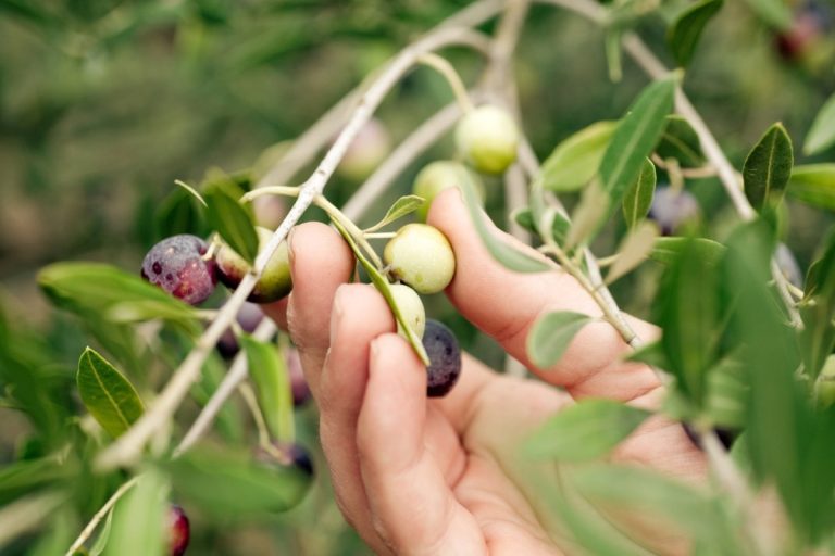 Esencia Espadán - Venta Online de Aceite de Oliva (AOVE) en in Soria