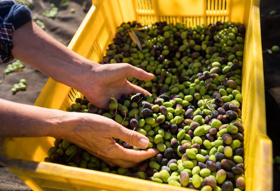 Esencia Espadán - Venta Online de Aceite de Oliva (AOVE) en in Talavera de la Reina