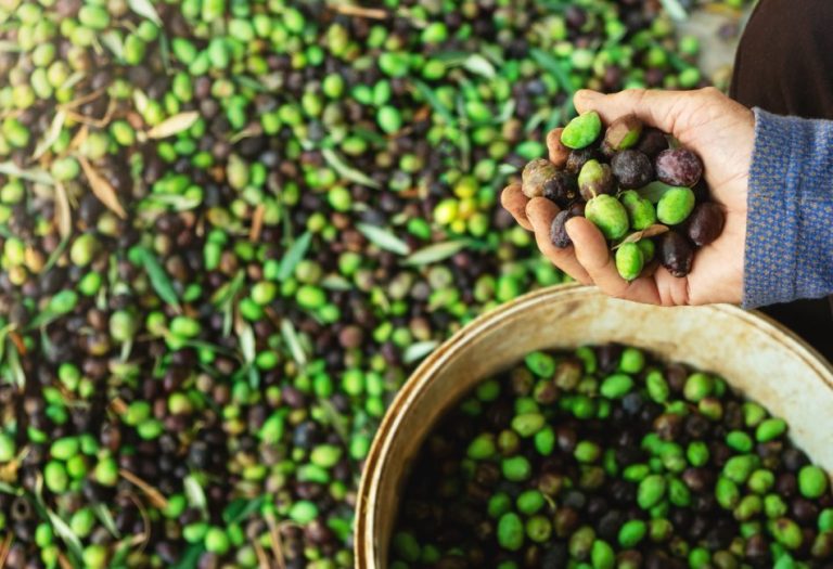 Esencia Espadán - Venta Online de Aceite de Oliva (AOVE) en in Toledo