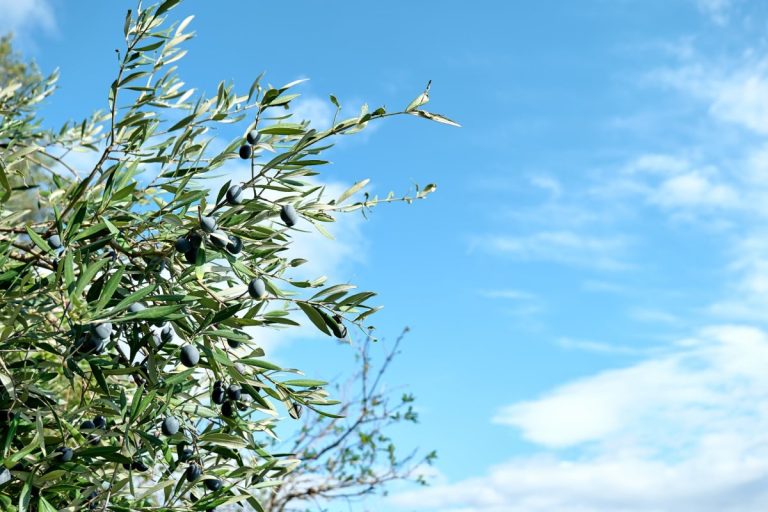 Esencia Espadán - Venta Online de Aceite de Oliva (AOVE) en in Torrent